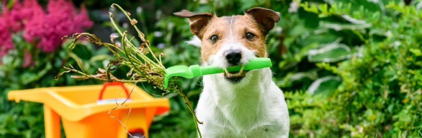 What Plants are Poisonous to Dogs