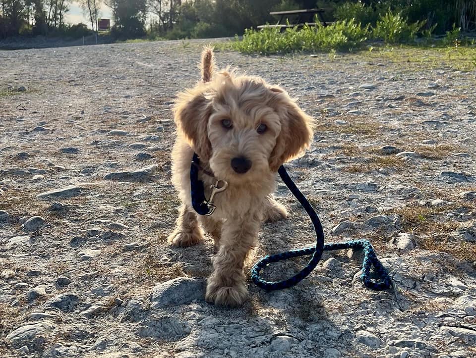 Homecoming for Your Labradoodle Puppy
