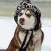 10 Winter Safety Tips for Dogs  10 Winter Safety Tips for Dogs