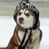 10 Winter Safety Tips for Dogs