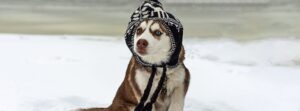 10 Winter Safety Tips for Dogs