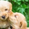 Choosing a Male vs Female dog  Choosing a Male vs Female dog