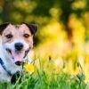 Does Your Dog Have Seasonal Allergies?