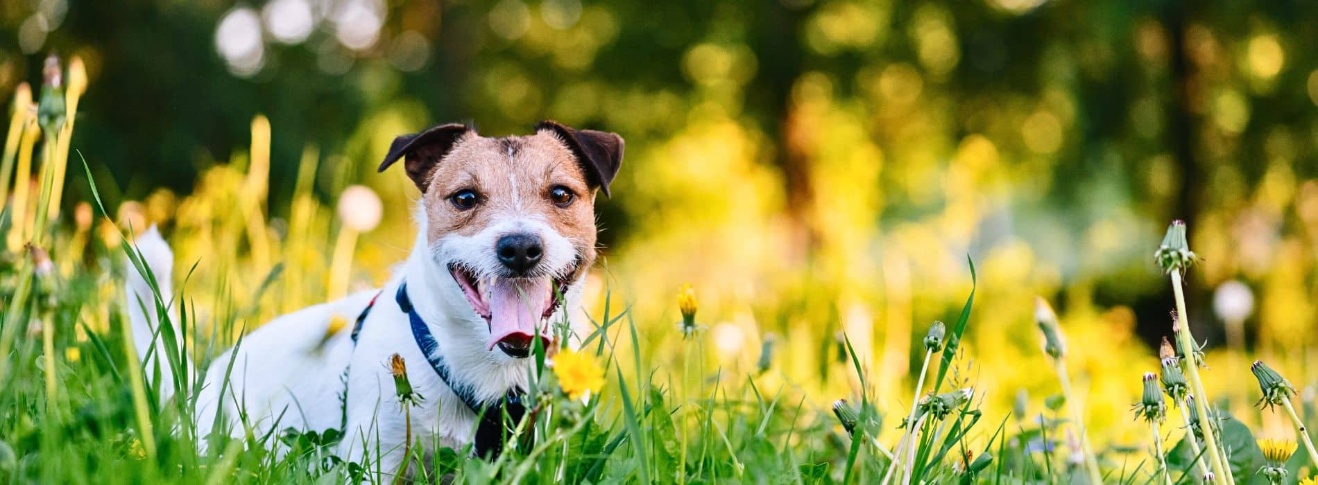 Does Your Dog Have Seasonal Allergies?