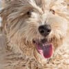 The Complete Guide to the F1B Labradoodle