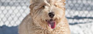 The Complete Guide to the F1B Labradoodle