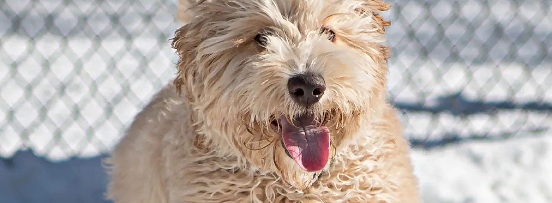 The Complete Guide to the F1B Labradoodle