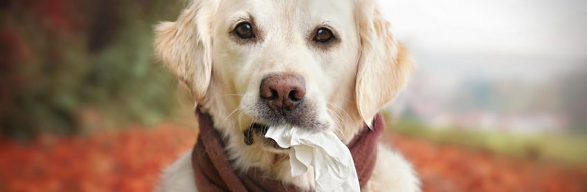 What are the Signs Your Dog Has Seasonal Allergies