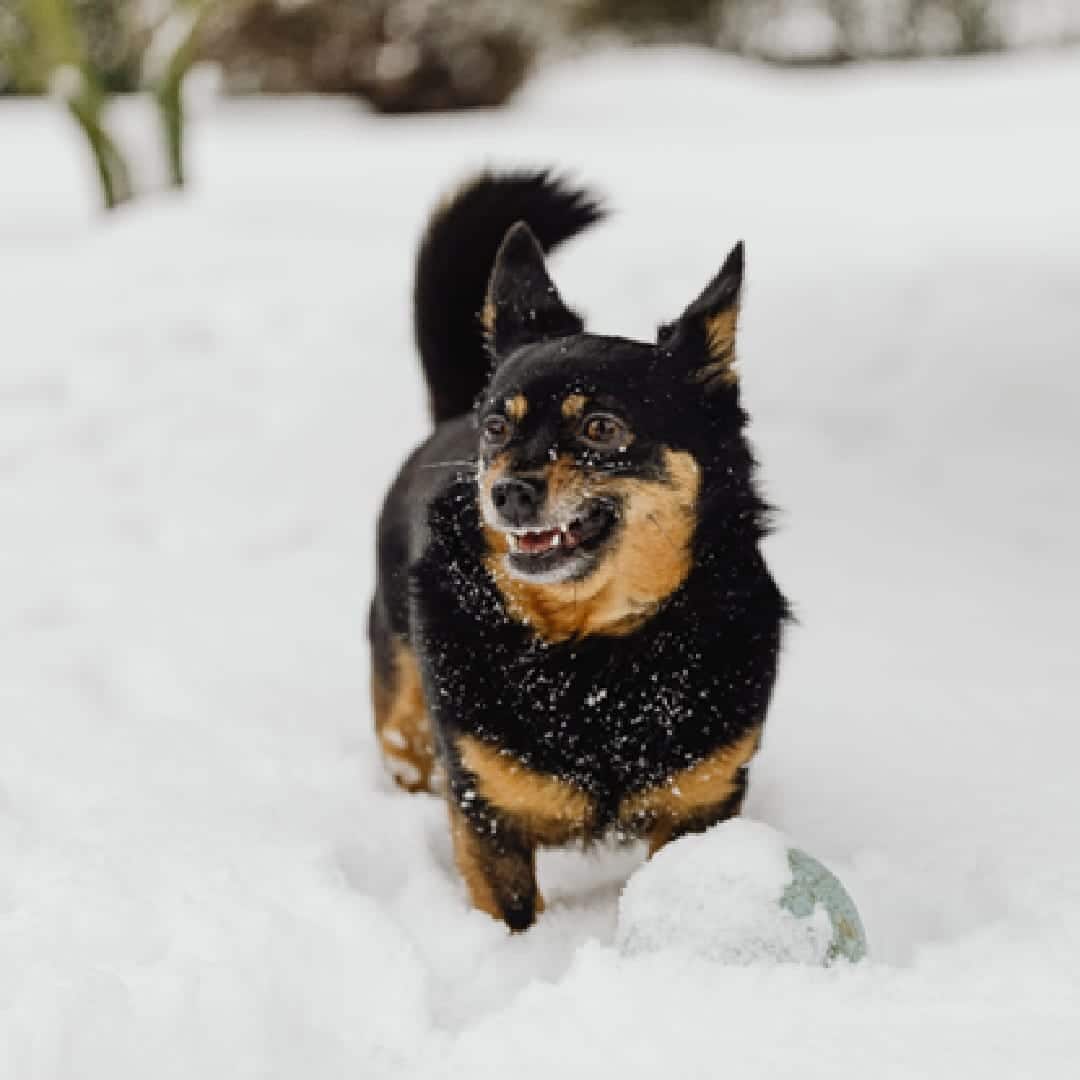 Unravelling the Mystery: Does Your Dog Suffer from Seasonal Allergies?