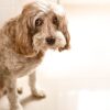The Complete Guide to why is my dog pooping in the house and Why Dogs Do That | Pooping in the house is a common problem for dog owners.