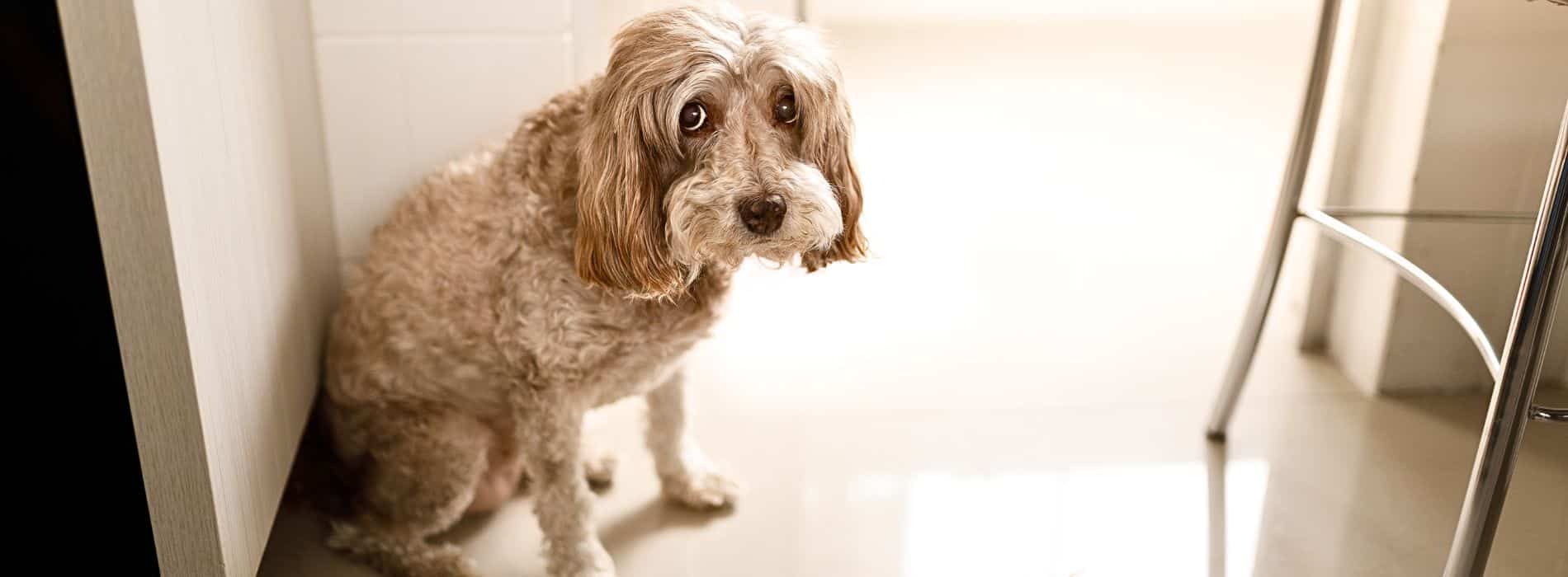 The Complete Guide to why is my dog pooping in the house and Why Dogs Do That | Pooping in the house is a common problem for dog owners.