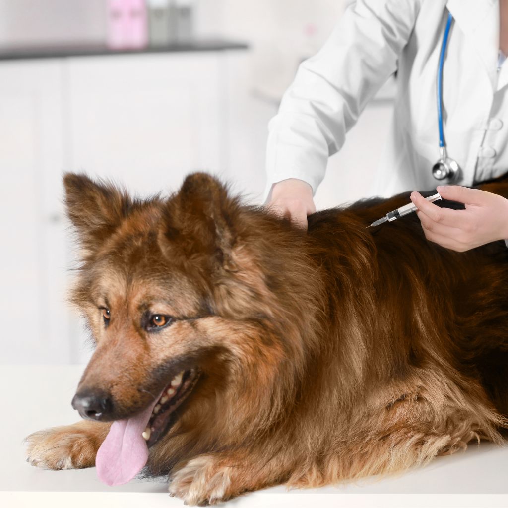 Identifying the Symptoms of Arthritis in Dogs Labra Doodle