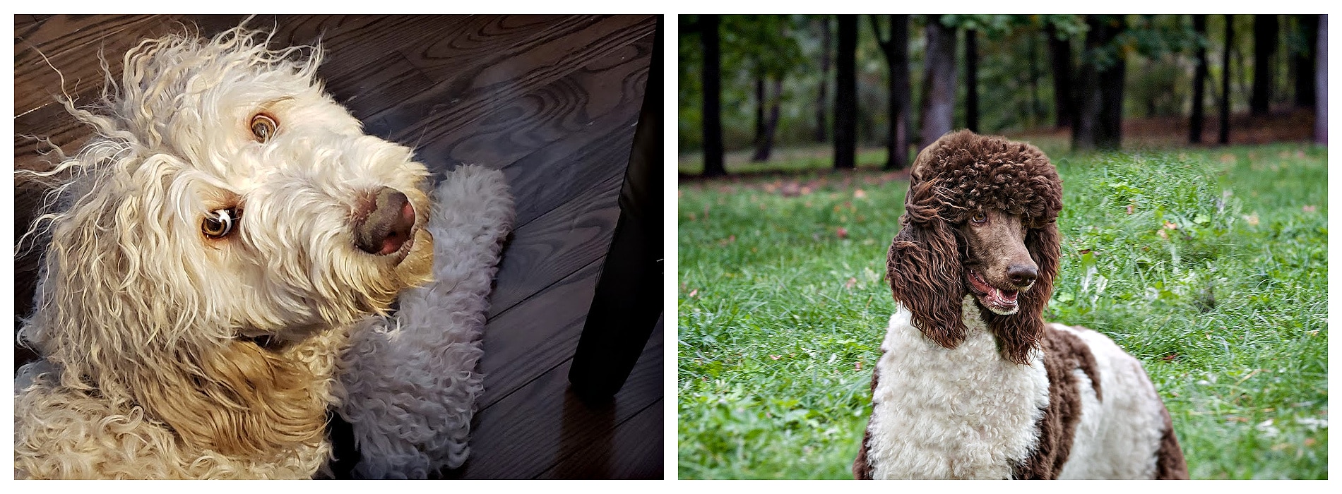 lucia_and_milo