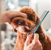 dog_hair_brushing