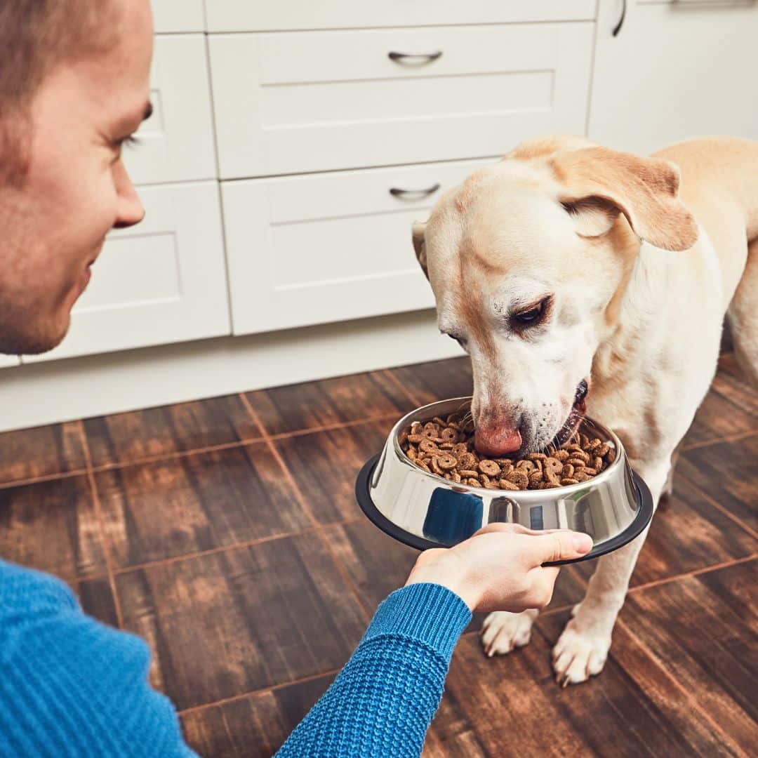 Adult Dog Nutrition Needs