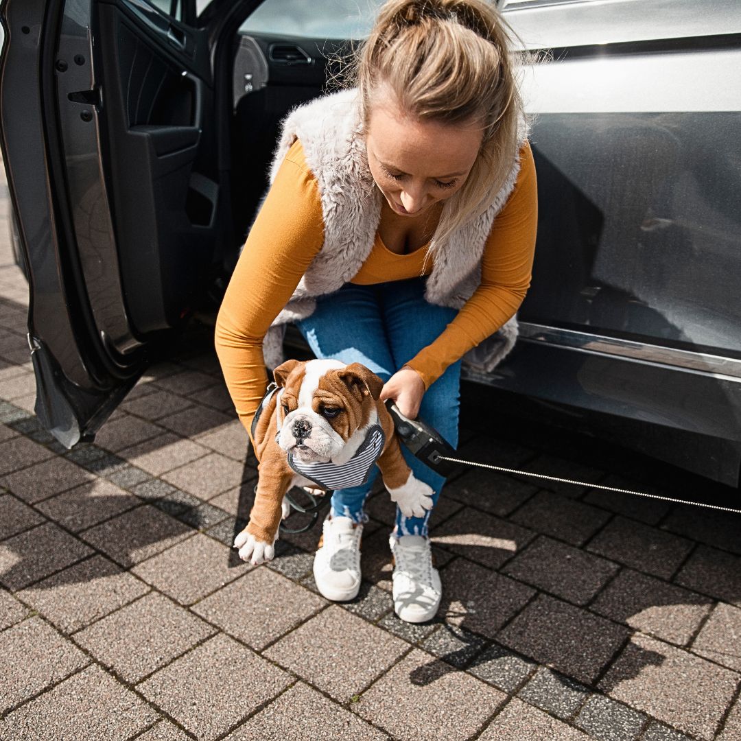 Helping your dog get in and out of your car.