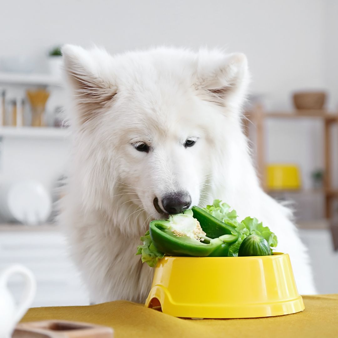 Can Dogs Be Vegetarians?