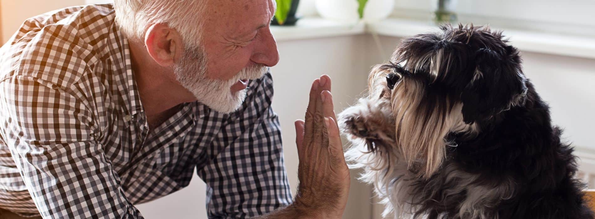 How to Improve Your Senior Dog's Quality of Life