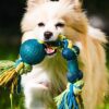 How to Pick the Best Toys for Your Dog