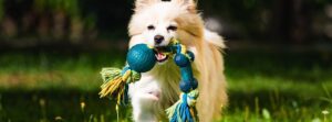 How to Pick the Best Toys for Your Dog
