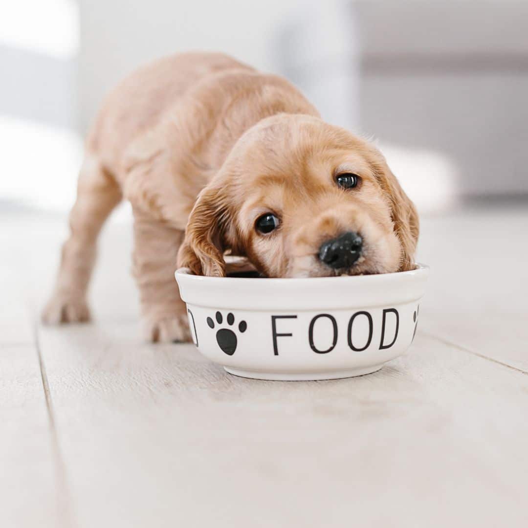 Puppy Nutrition