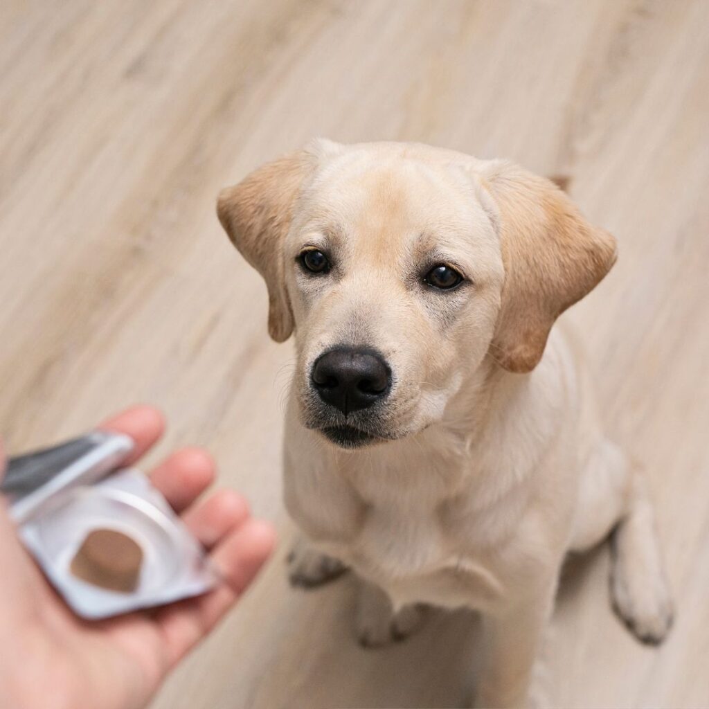 Vitamins and Minerals are Nutrients that dogs need to stay healthy. 