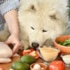 Why is Homemade Dog Food Important for Your Pet’s Health?