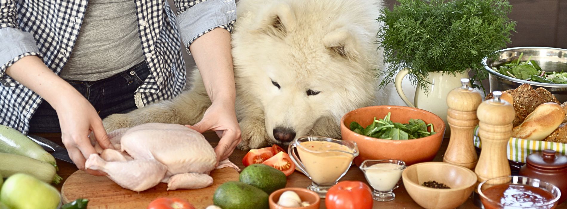 Why is Homemade Dog Food Important for Your Pet’s Health?