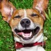 10 Silly Things Our Dogs Do That Are Adorable  10 Silly Things Our Dogs Do That Are Adorable