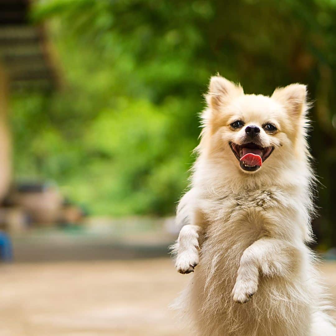 Dog Spinning