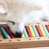 Engaging Canine Minds: 10 Fun Brain Games for Dogs