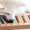 Engaging Canine Minds: 10 Fun Brain Games for Dogs  Engaging Canine Minds 10 Fun Brain Games for Dogs