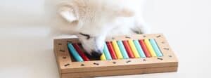 Engaging Canine Minds: 10 Fun Brain Games for Dogs