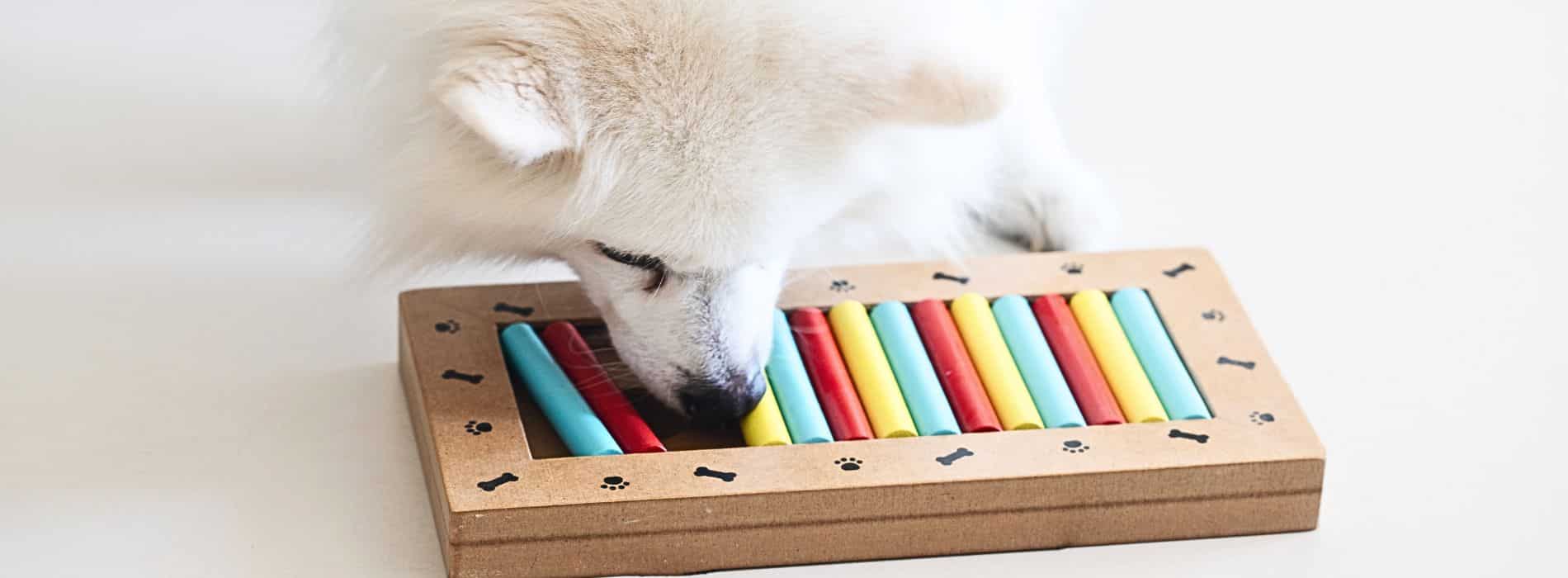 Engaging Canine Minds: 10 Fun Brain Games for Dogs