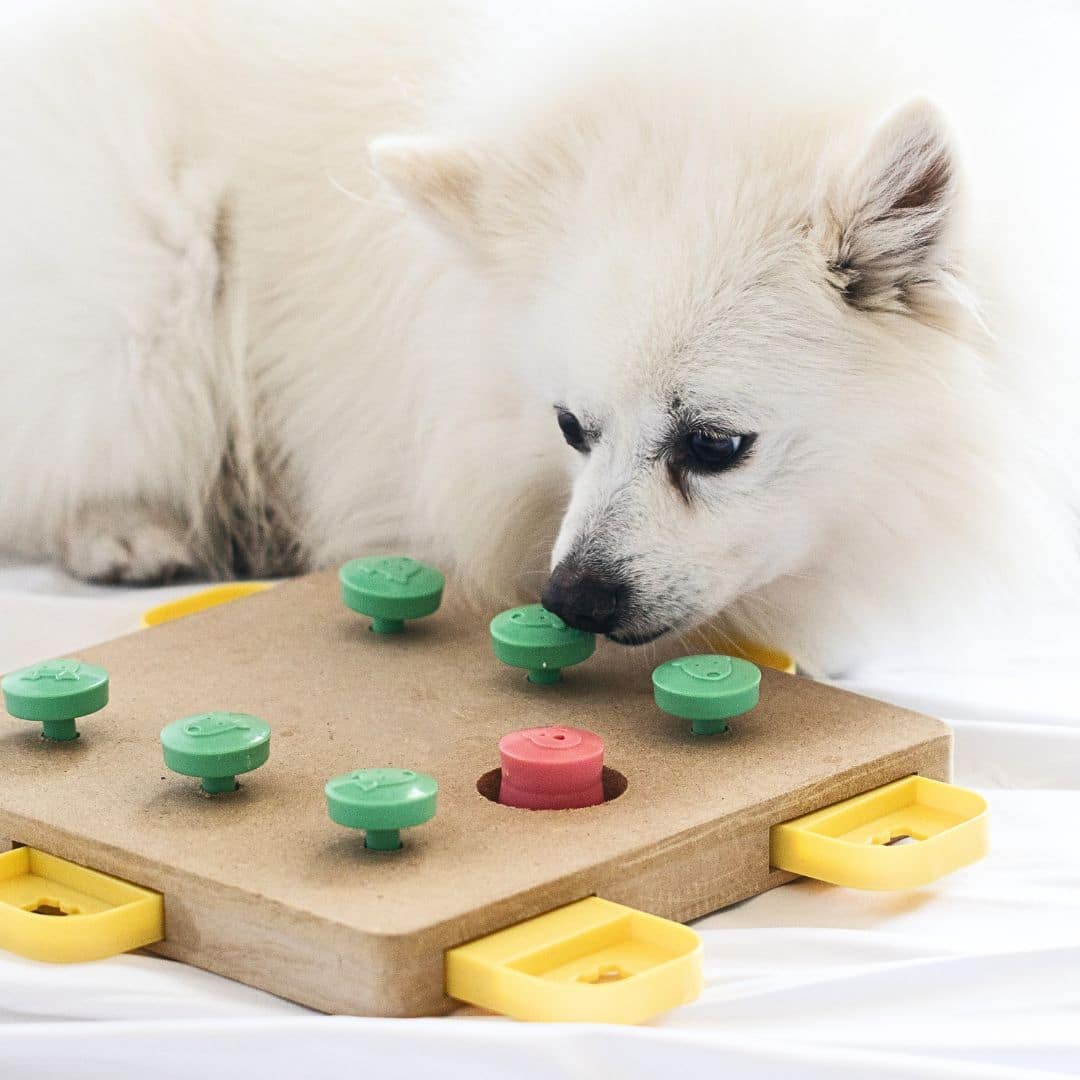 Find the Treat