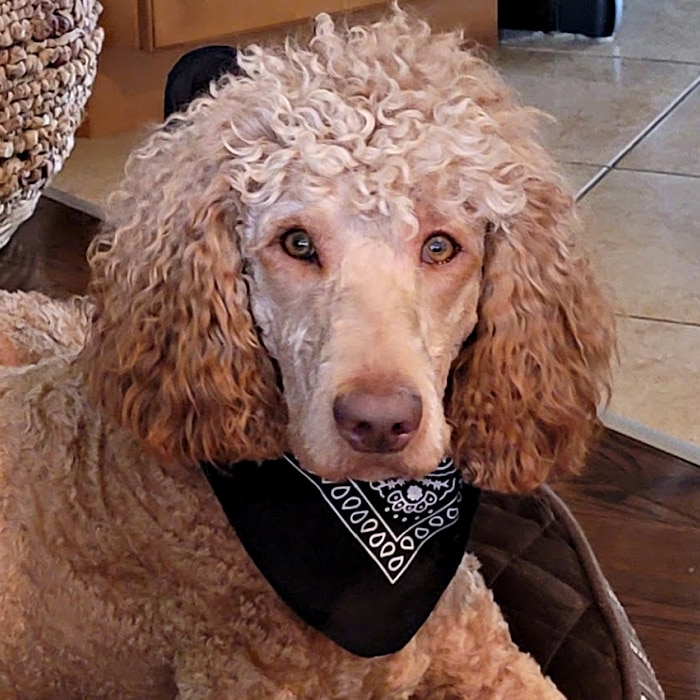 Our Beautiful Red Gracie is an F1B Labradoodle.
