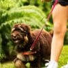 Importance of Training for Labradoodles  Importance of Training for Labradoodles