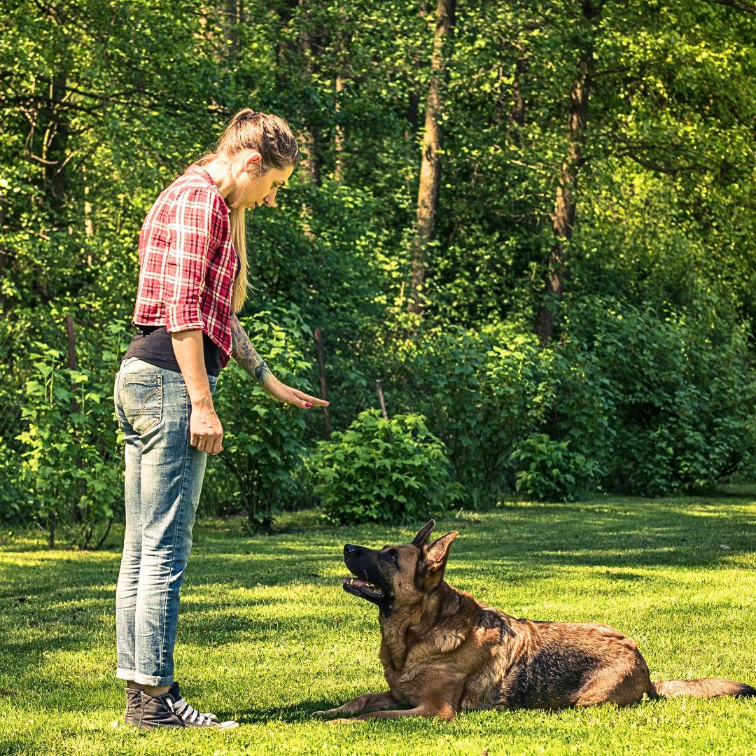 The dog is taking a Bow as a command.