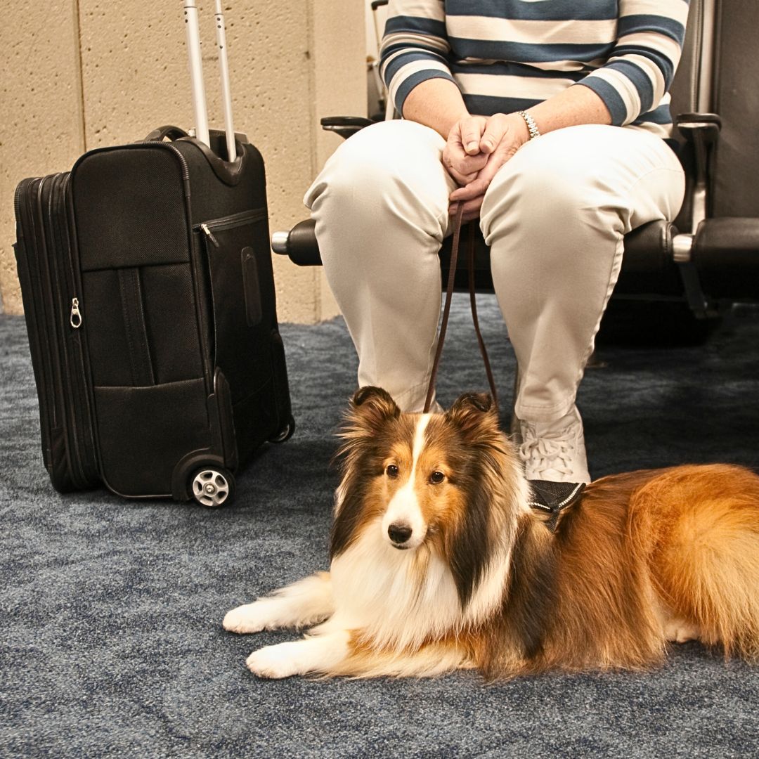 Health And Safety are a must when Traveling with your Dog.