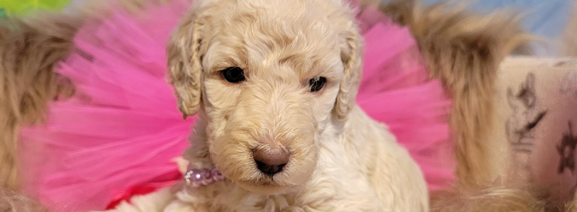How Do You Take Care Of A Labradoodle Puppy