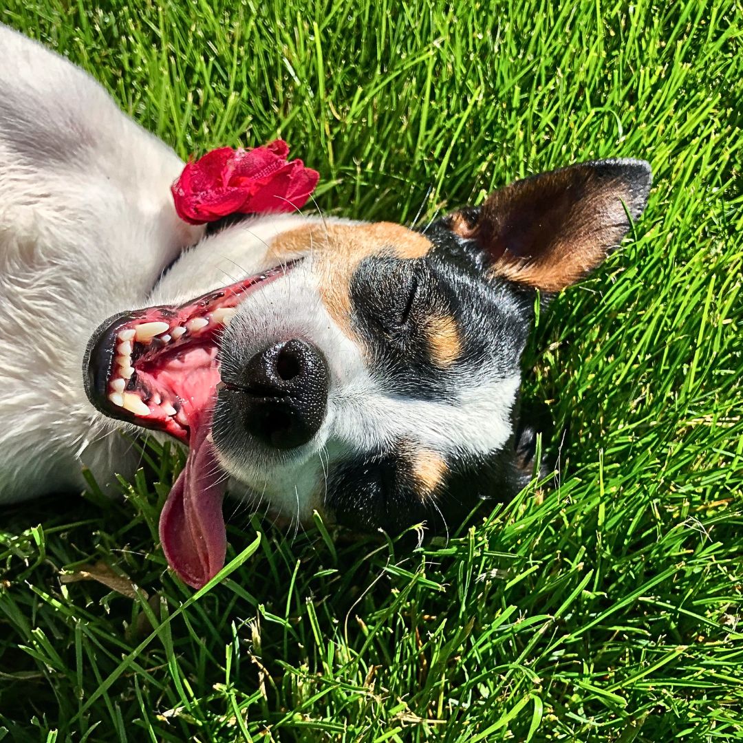 The dog is playing dead as in command through training