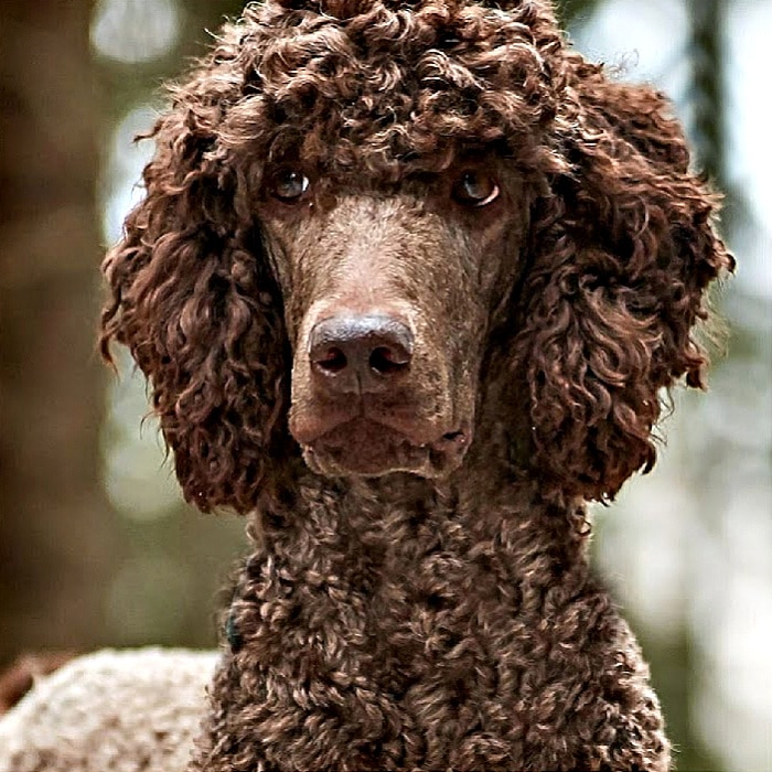max_at_labradoodles_by_cucciolini  max_at_labradoodles_by_cucciolini