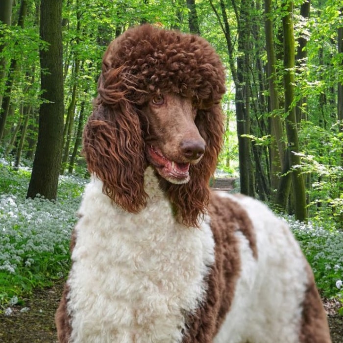milo-at-labradoodles-by-cucciolini  milo-at-labradoodles-by-cucciolini