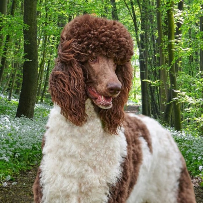 milo-at-labradoodles-by-cucciolini