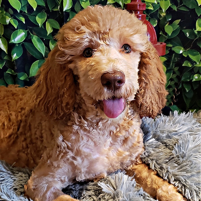 Our Beautiful Red F1B Labradoodles with a stunning Red Coat.