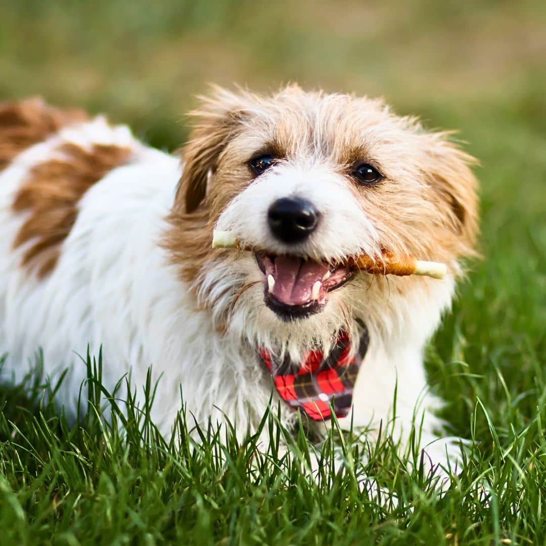 1. Dog Dental Chews