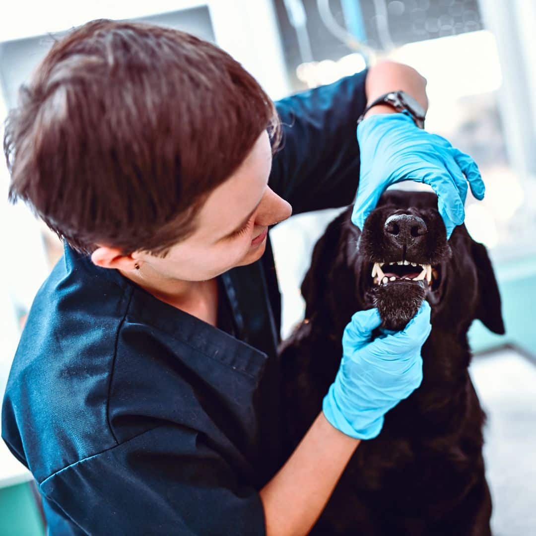 1. Regular dental hygiene