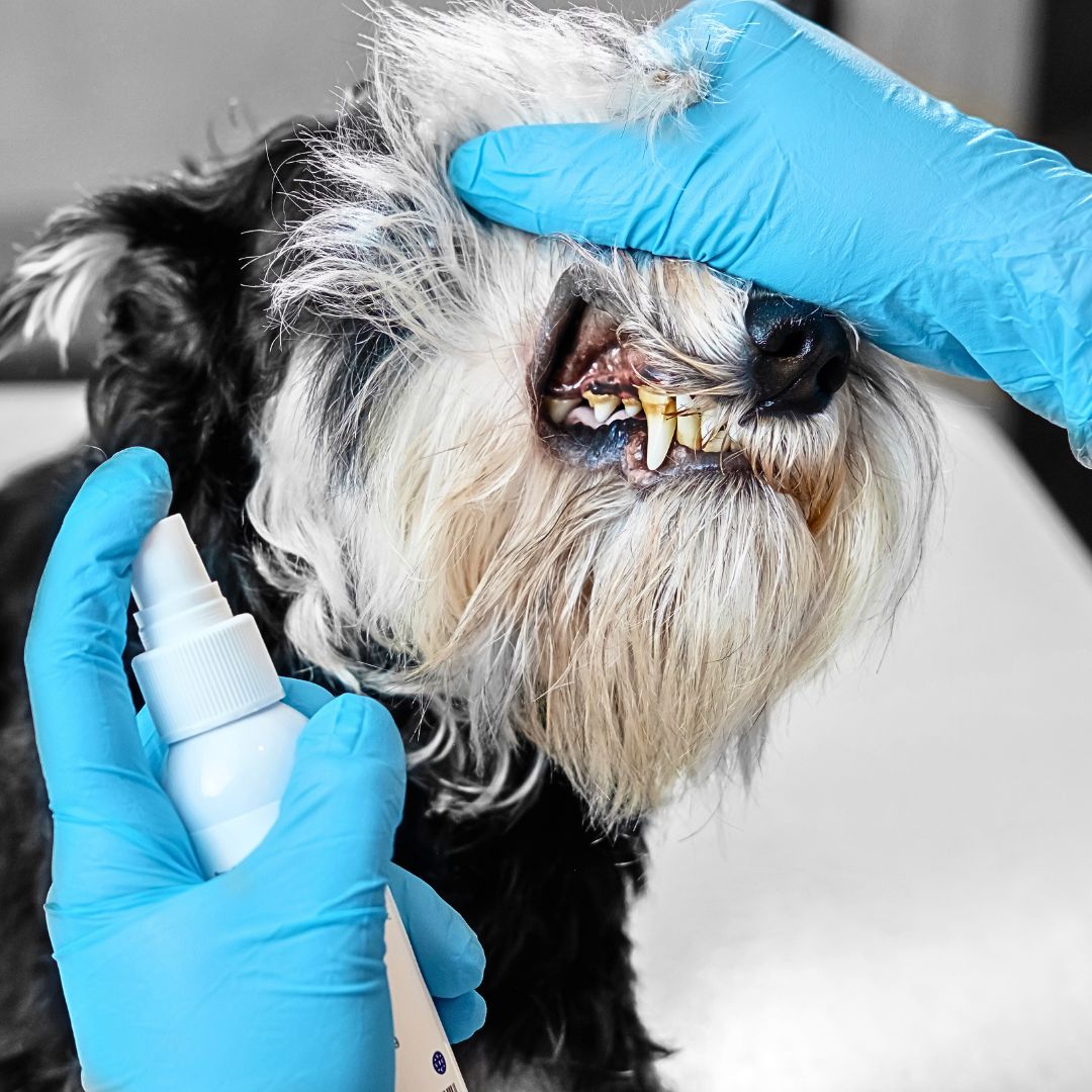 Gum Disease 