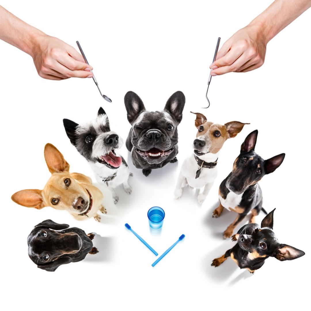 Are you looking for a toothbrush for your dog? 