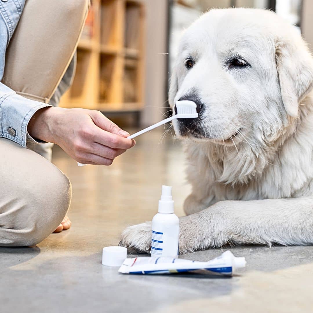 Can I use baking soda on my Dog's teeth? Is this okay?